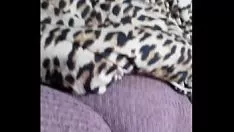 再生 子猫観察テレビ
